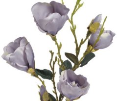 větev magnolie - fialová