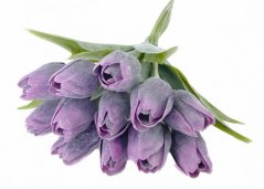 tulipán s listem (6 ks) - fialová