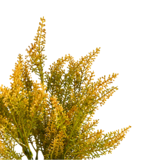 vřes trs - žlutá