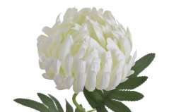 chryzantéma 50 cm - bílá/krém