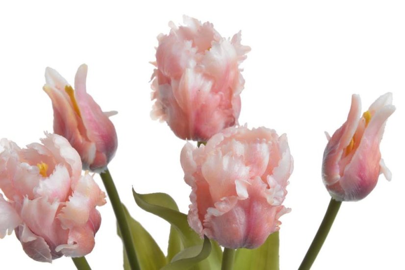 tulipán papouškovitý (5 ks) - růžová