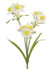 Narcisy