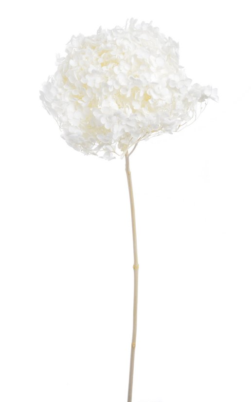 hortenzie sušená preparovaná - bělená