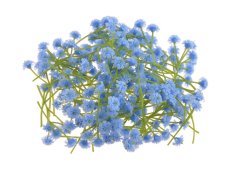 gypsophila - šater - květy (stonek 4 cm) - modrá