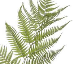 kapradina 160 cm - zelená