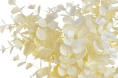 eukalyptus svazek 3 ks - krémová