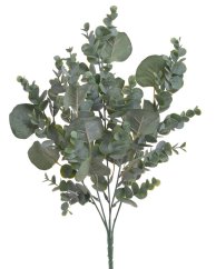 eukalyptus dva druhy listů - zelenošedá