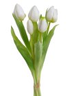 Tulipány