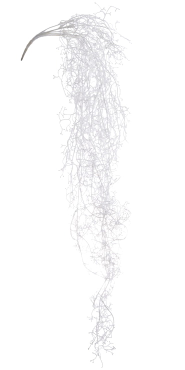 tilandsie 88 cm - bílá