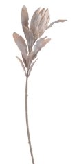 protea pastel - hnědá
