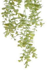 eukalyptus převislý - zelená světlá