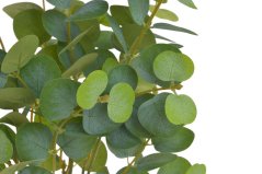 eukalyptus trs - zelená