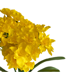 narcis trs x7 40 cm - žlutá