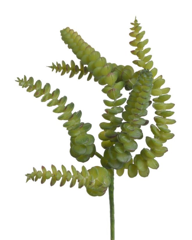 sedum burrito 27 cm - zelená tmavší