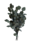 eukalyptus populus 40/80 - zelená