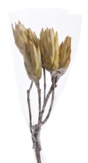 repens cream two tone (5 ks)