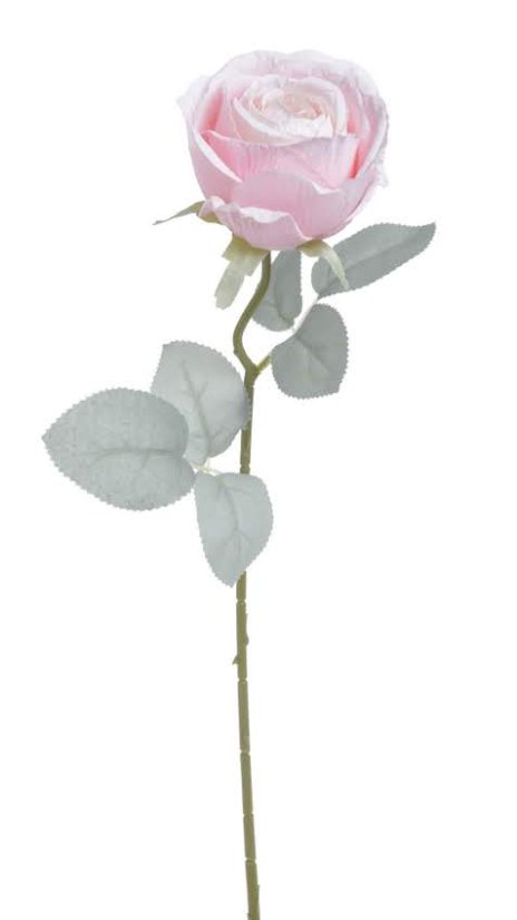 růže pastel - světlá růžová