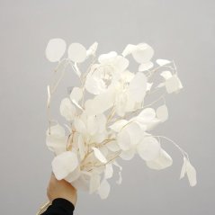 eukalyptus stabilizovaný (100 g) - bílá