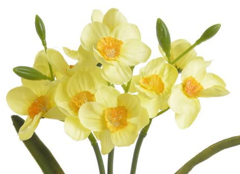 trs narcisů 40 cm - žlutá