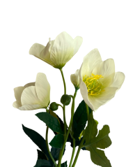 čemeřice - bílá se zeleným středem