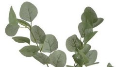 eukalyptus 90 cm - zelená světlá