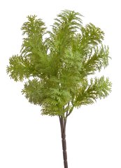 túje 30 cm - zelená