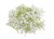 gypsophila - šater - květy (stonek 4 cm) - bílá