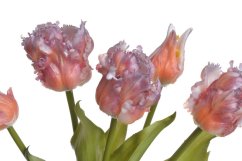 tulipán papouškovitý (5 ks) - oranžová/fialová