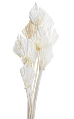 palm spear mini  (10 ks) - bělené