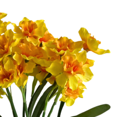 narcis trs x7 40 cm - žlutá/oranžový střed