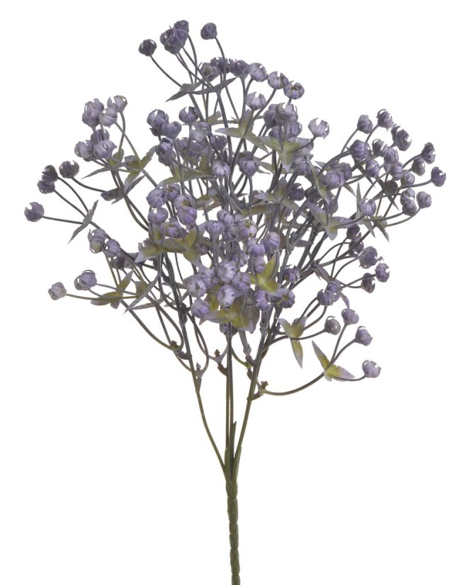 gypsophila trs - fialová