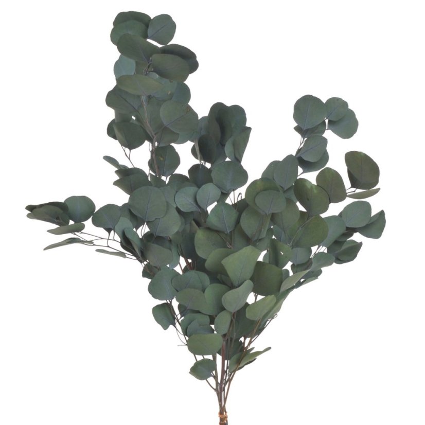 eukalyptus populus 100 g - zelená