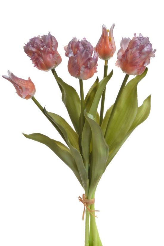 tulipán papouškovitý (5 ks) - oranžová/fialová