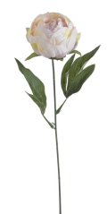 pivoňka s listy 44 cm  - krémovorůžová