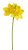 narcis 36 cm - žlutá