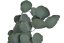 eukalyptus populus 100 g - zelená