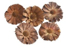 repens super cut S. 8-10 cm, hlavičky (5 ks)