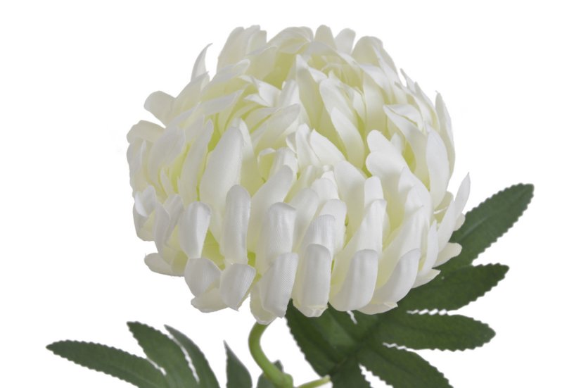 chryzantéma 50 cm - bílá/krém