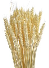 pšenice (70g) - bělená