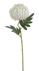 chryzantéma 50 cm - bílá/krém