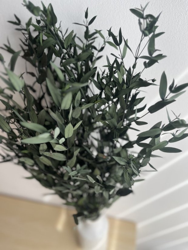 eukalyptus parvifolia 40/80 - zelená