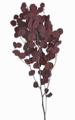 eukalyptus sušený (100 g) - červená