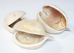 budha nut bělené (5 ks)