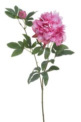 pivoňka s poupětem 68 cm - růžová