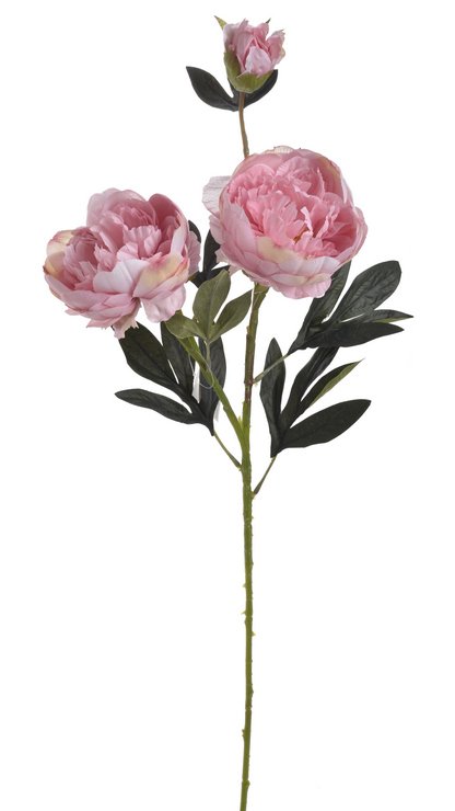 pivoňka velká 72 cm - růžová pivoňka velká 72 cm - růžová