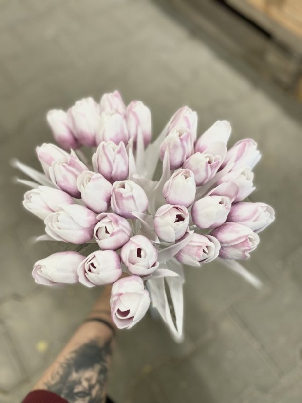 tulipán s bílým listem (6 ks) - fialovorůžová s bílou špičkou