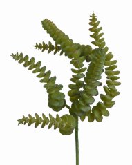 sedum burrito 27 cm - zelená