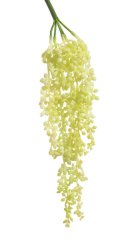 převislý starček 48 cm - krémovozelená