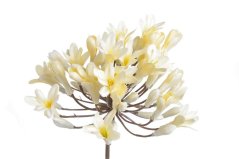 agapanthus x1 72 cm - krémová
