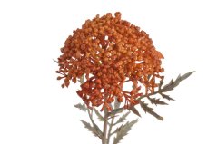 řebříček obecný - oranžová